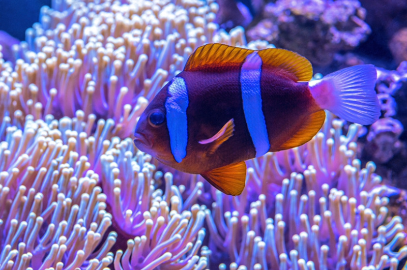 海水观赏鱼海洋观赏鱼小丑鱼观赏鱼