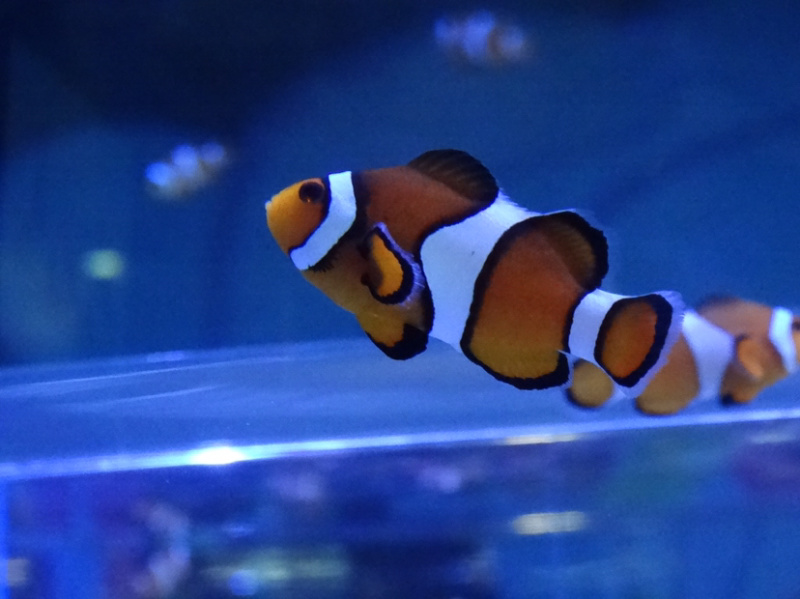 海水观赏鱼海洋观赏鱼小丑鱼观赏鱼