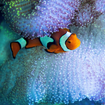 海水观赏鱼海洋观赏鱼小丑鱼观赏鱼