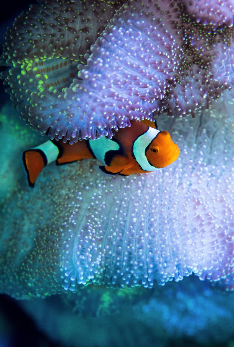 海水观赏鱼海洋观赏鱼小丑鱼观赏鱼