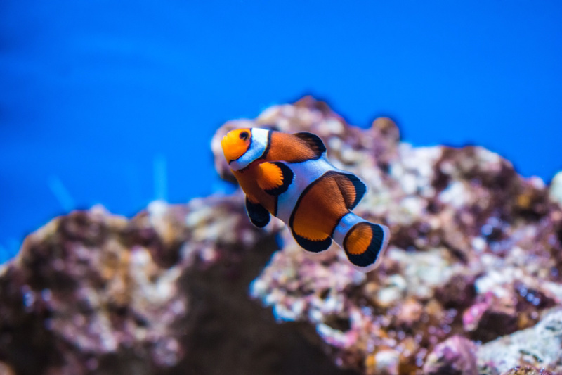 海水观赏鱼海洋观赏鱼小丑鱼观赏鱼