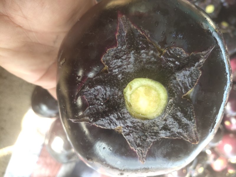 园茄，大量上市，颜色黑有亮，质量非常好，5两起步，