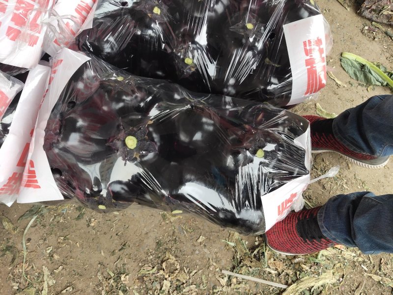 园茄，大量上市，颜色黑有亮，质量非常好，5两起步，