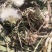 野生蒲公英干货蒲公英