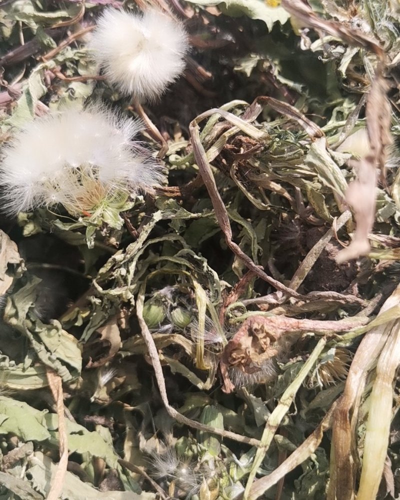 野生蒲公英干货蒲公英