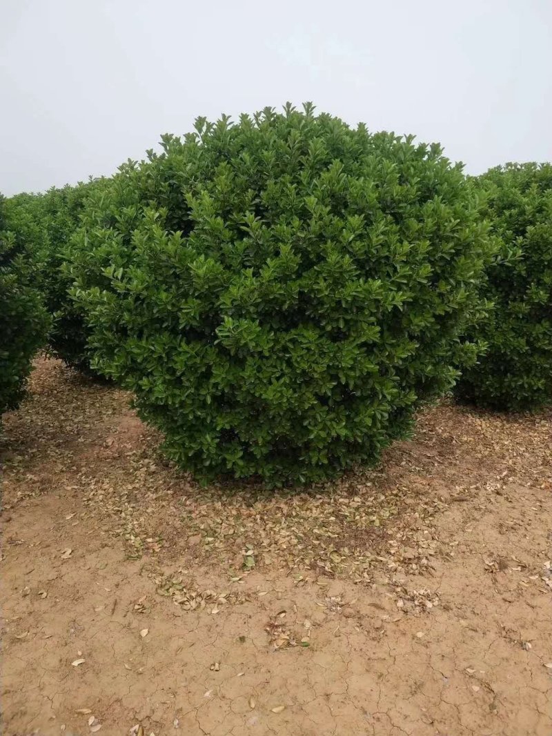 （大叶黄杨球）洛阳绿景大叶黄杨基地常年供应，各种规
