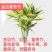 可一件代发，优质红竹，基地直销，价格实惠，品质保证，