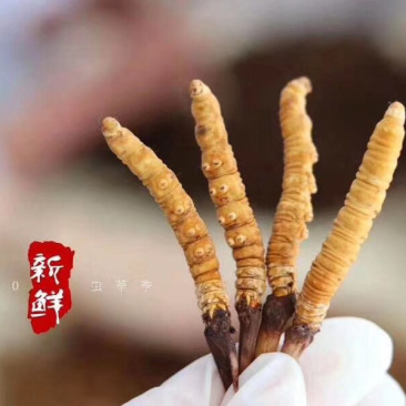 2020年新虫草一年一季度错过等明年