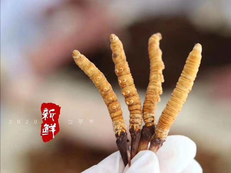 2020年新虫草一年一季度错过等明年