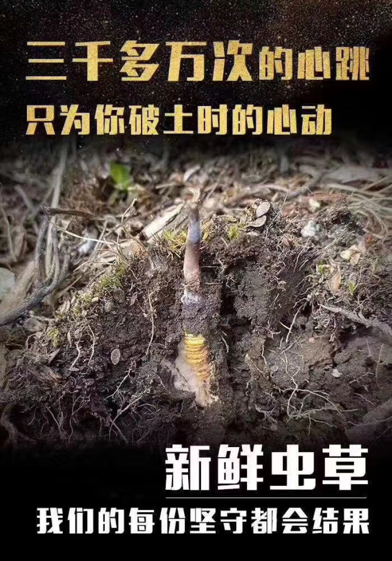 2020年新虫草一年一季度错过等明年