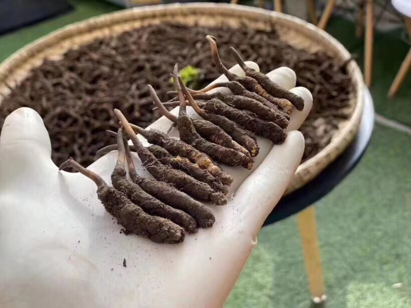 2020年新虫草一年一季度错过等明年