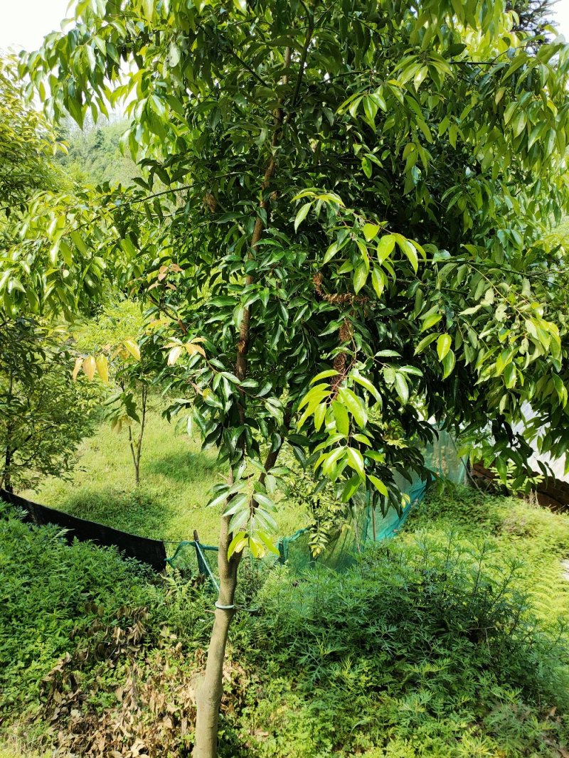 天竺桂