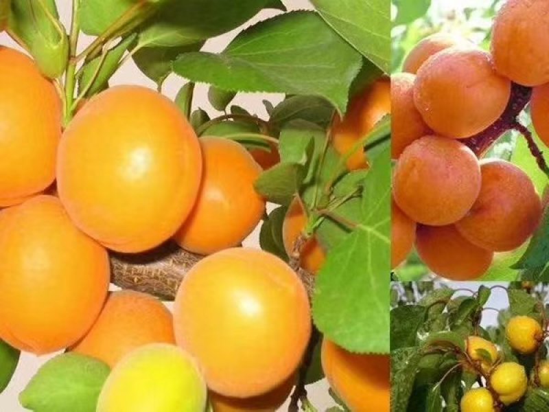 金太阳杏子，凯特，丰园红杏上市了，个头大，口感好