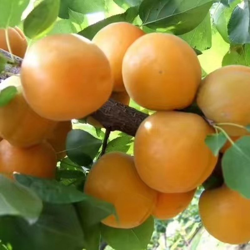 金太阳杏子，凯特，丰园红杏上市了，个头大，口感好