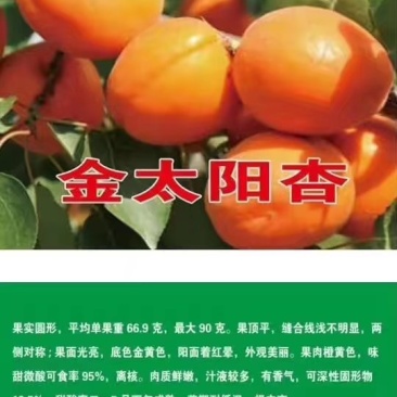 金太阳杏子，凯特，丰园红杏上市了，个头大，口感好