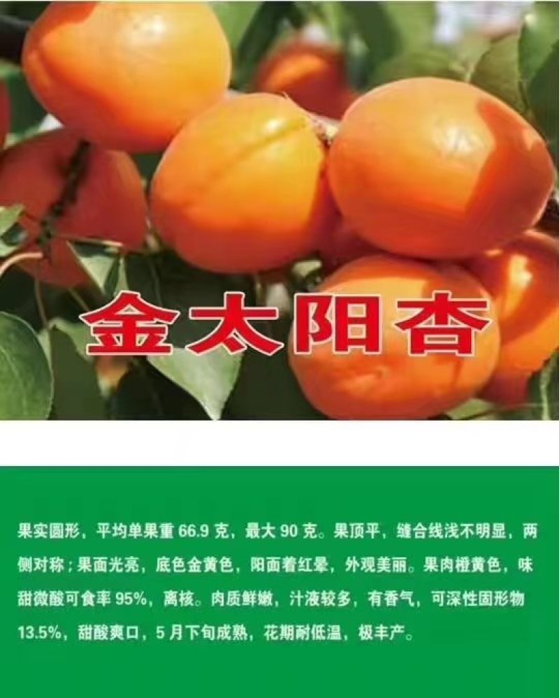 金太阳杏子，凯特，丰园红杏上市了，个头大，口感好