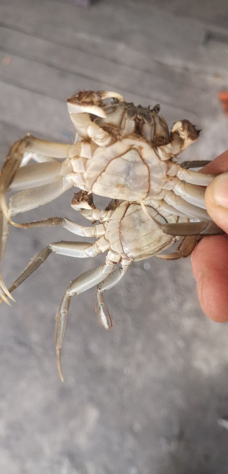 盘锦优质蟹苗各种规格质量好活力好产地直销