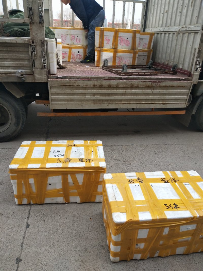 盘锦优质蟹苗各种规格质量好活力好产地直销