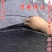 土工布毛毡工程无纺布混凝土公路养护毯包装毯加厚大棚保温防