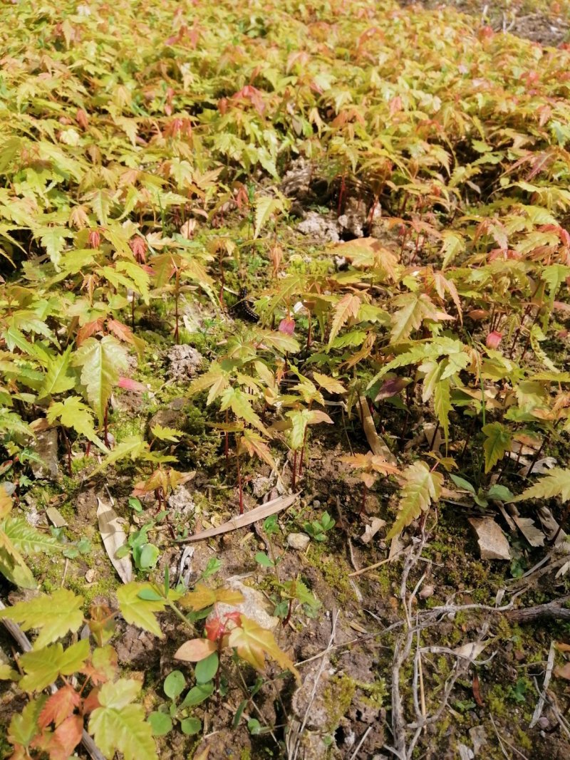 青枫种，育小苗可嫁接红枫，羽毛枫