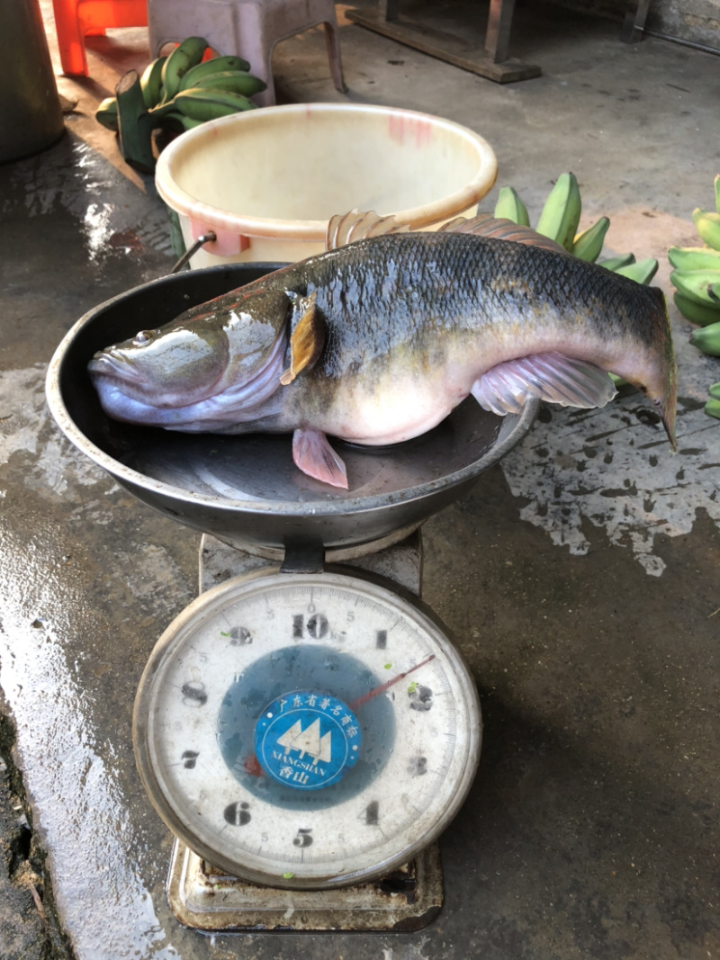 成品沙塘鳢，笋壳鱼，肉趴锥，不包售后