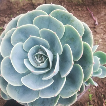 老桩，单头，砍头苗，自家种植，批发零售，价格低，量大从优