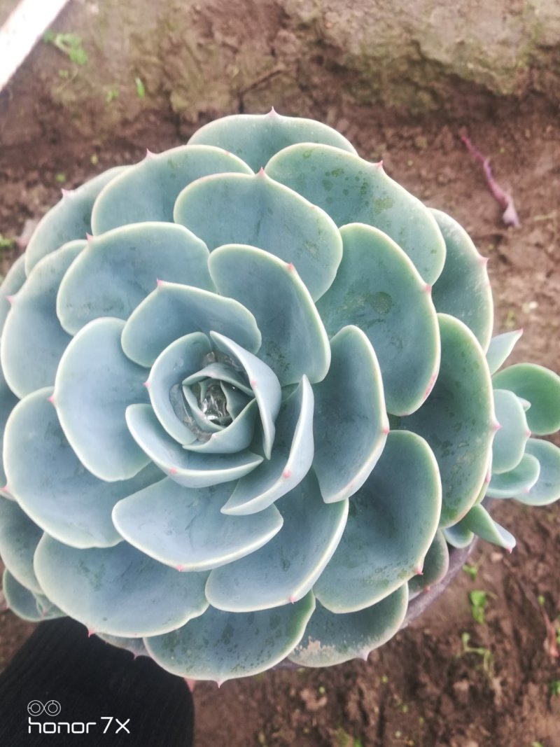 老桩，单头，砍头苗，自家种植，批发零售，价格低，量大从优
