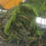 马来眼子菜狐尾藻，菹草