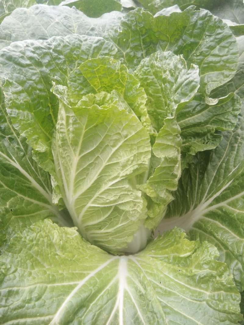 黄心大白菜