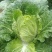 黄心大白菜