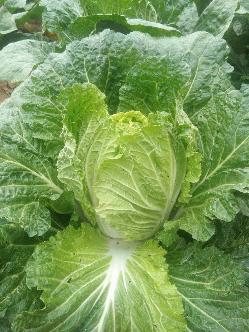 黄心大白菜