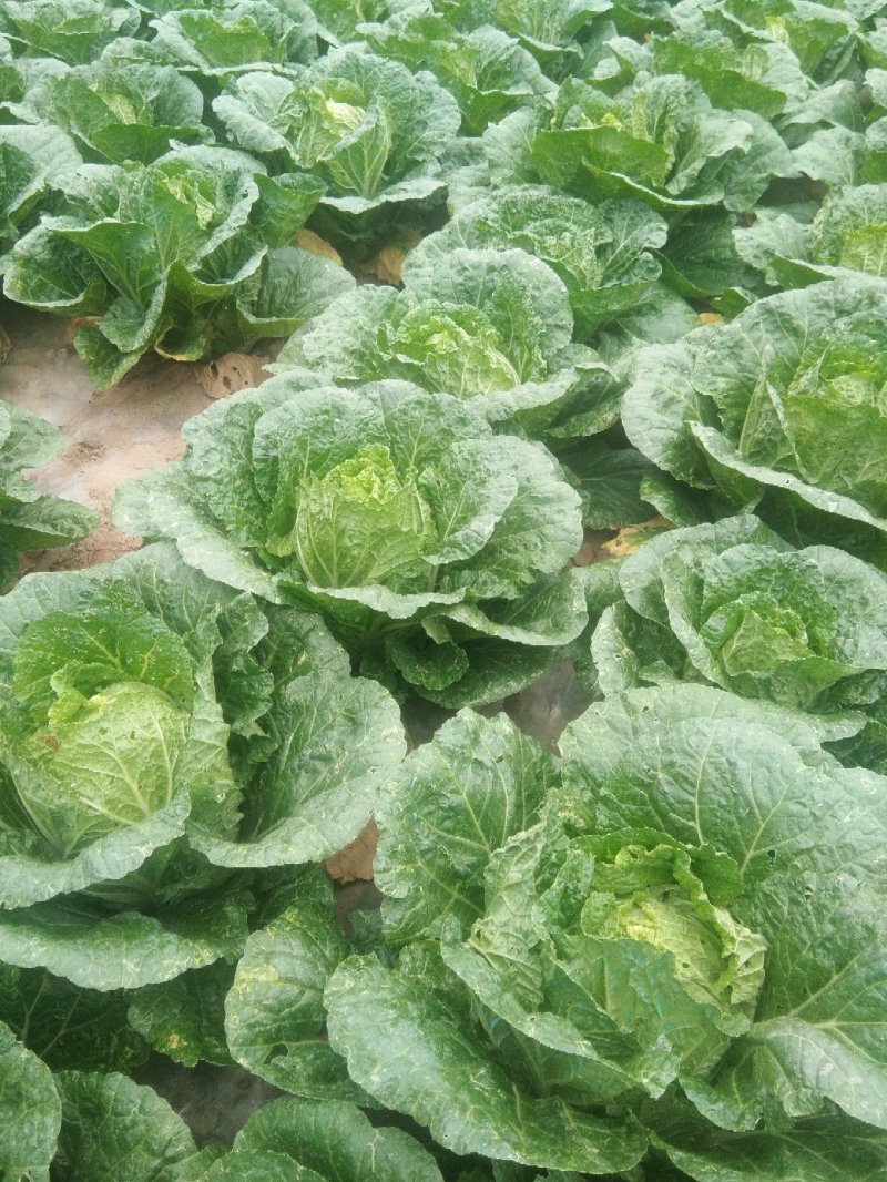 黄心大白菜