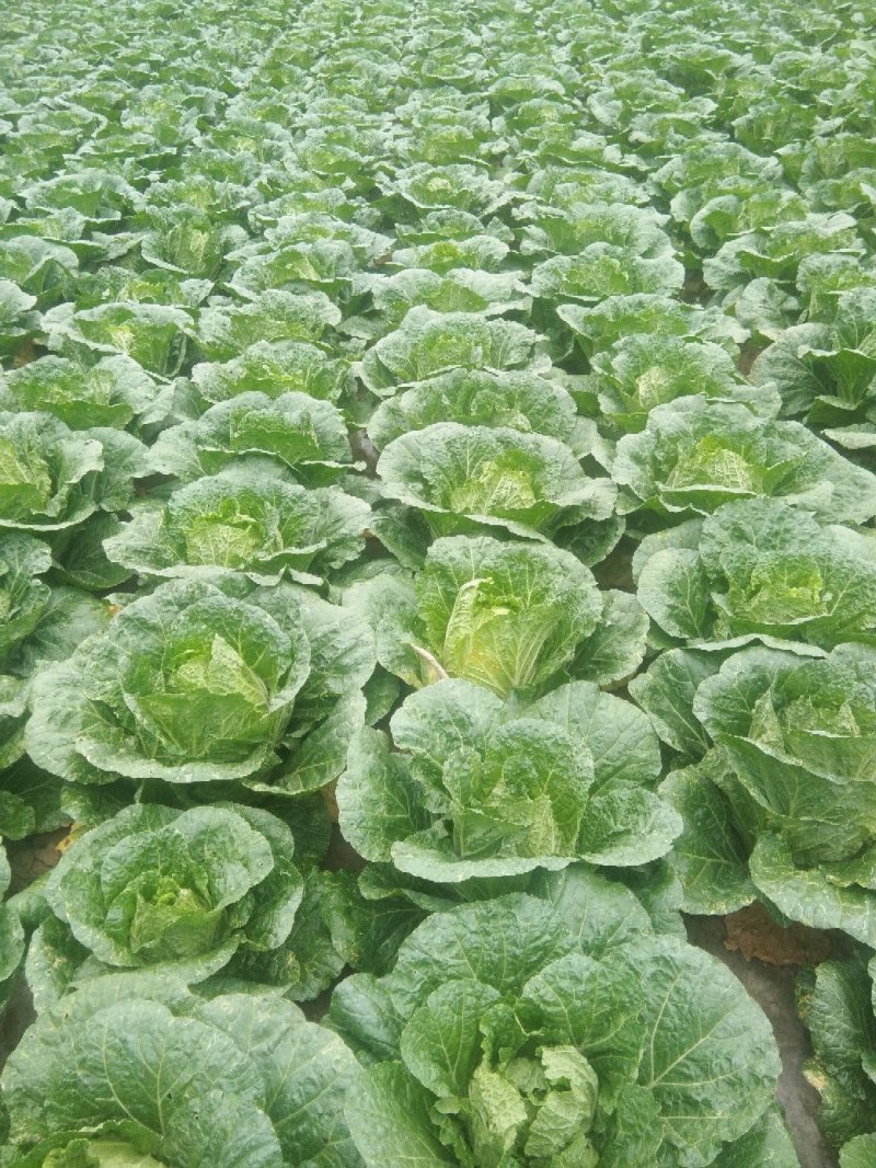 黄心大白菜