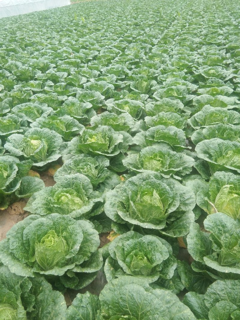 黄心大白菜