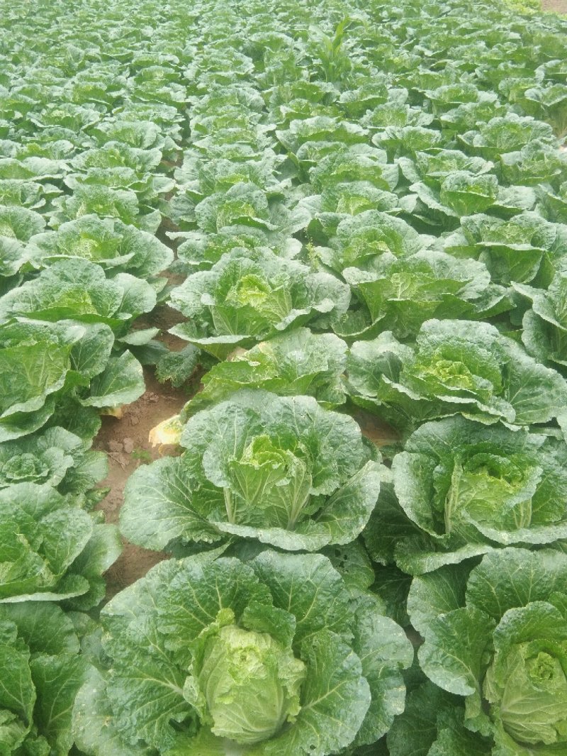 黄心大白菜