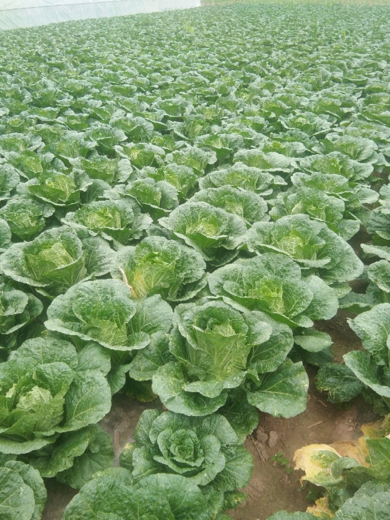 黄心大白菜