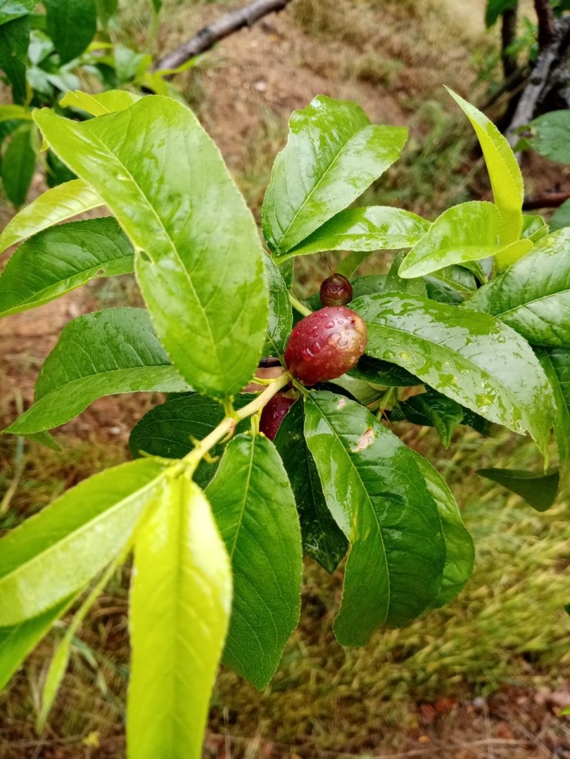 湖北随州桃子快成熟了