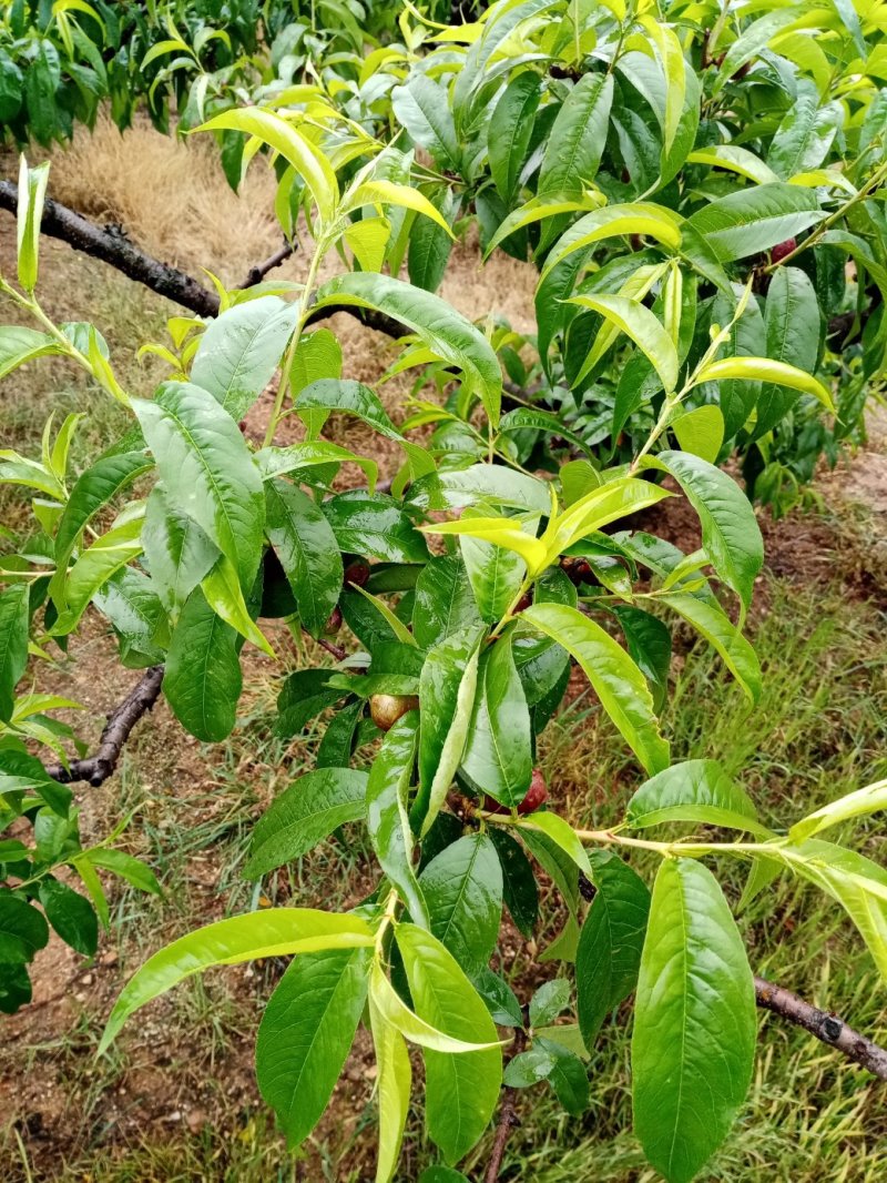湖北随州桃子快成熟了