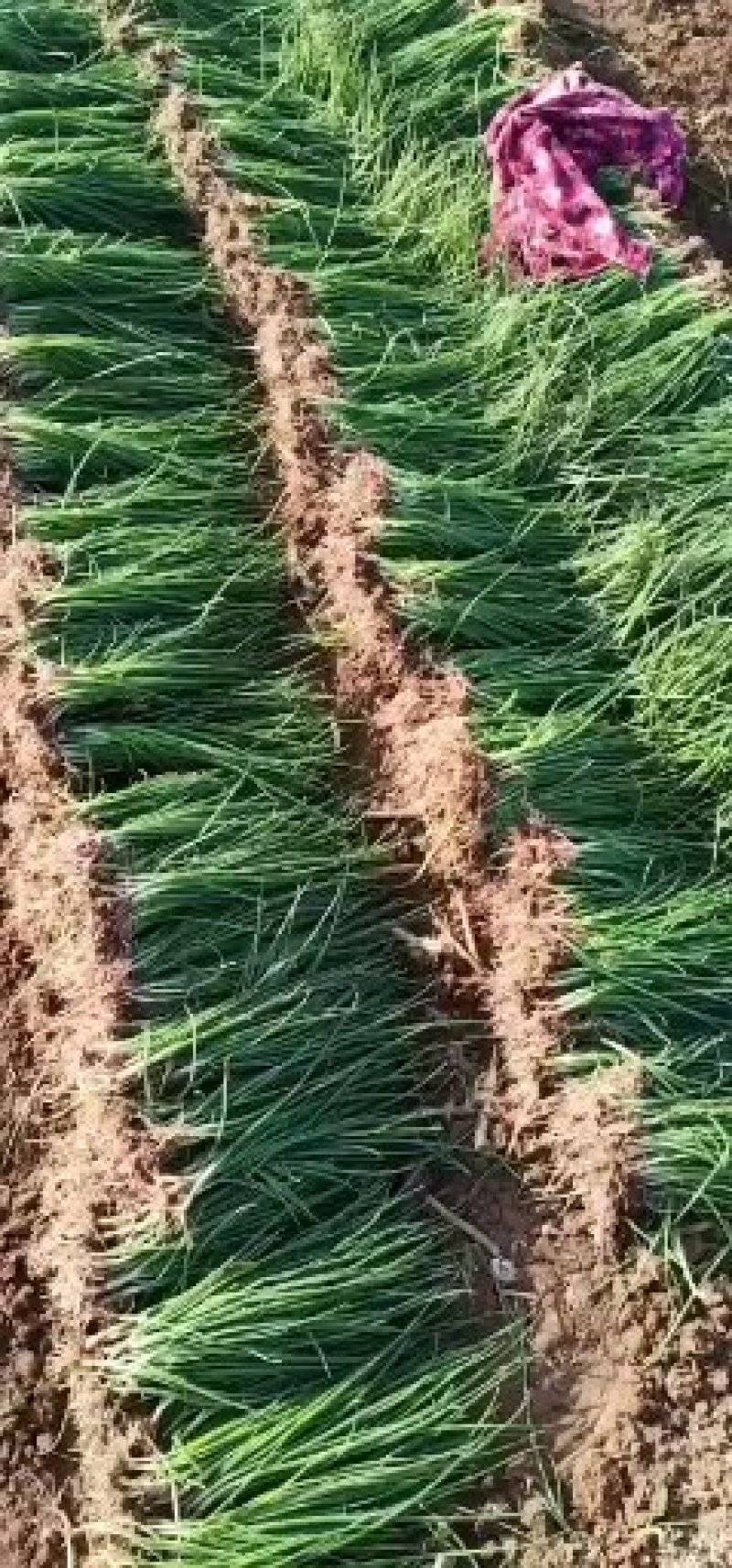二红半高庄洋葱苗，早熟，高产，抗旱20——30公分
