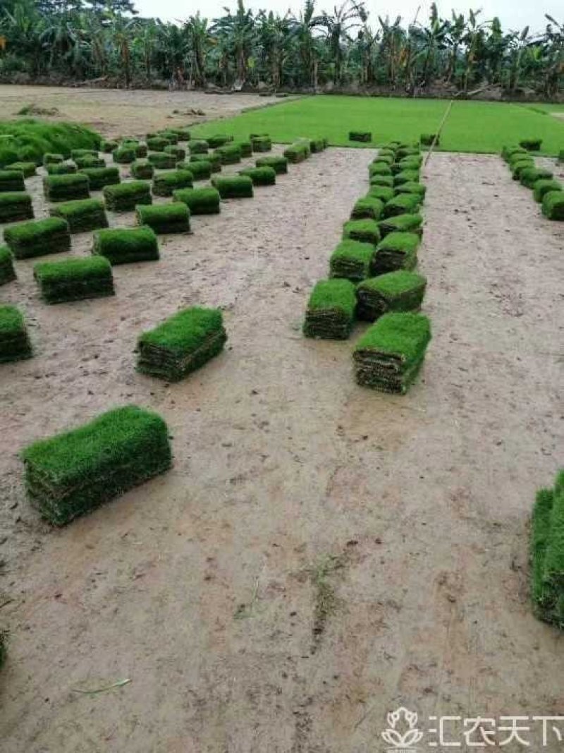 大叶油草，台湾草，马尼拉草