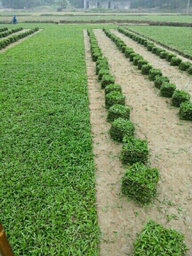 大叶油草，台湾草，马尼拉草