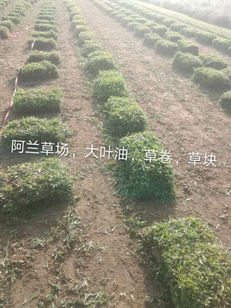 大叶油草，台湾草，马尼拉草