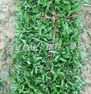 [地毯草批发]大叶油草,台湾草,马尼拉草价格3.00元/米
