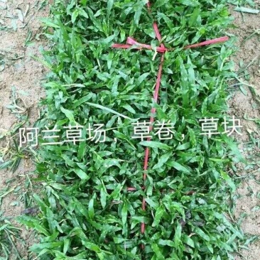 大叶油草，台湾草，马尼拉草