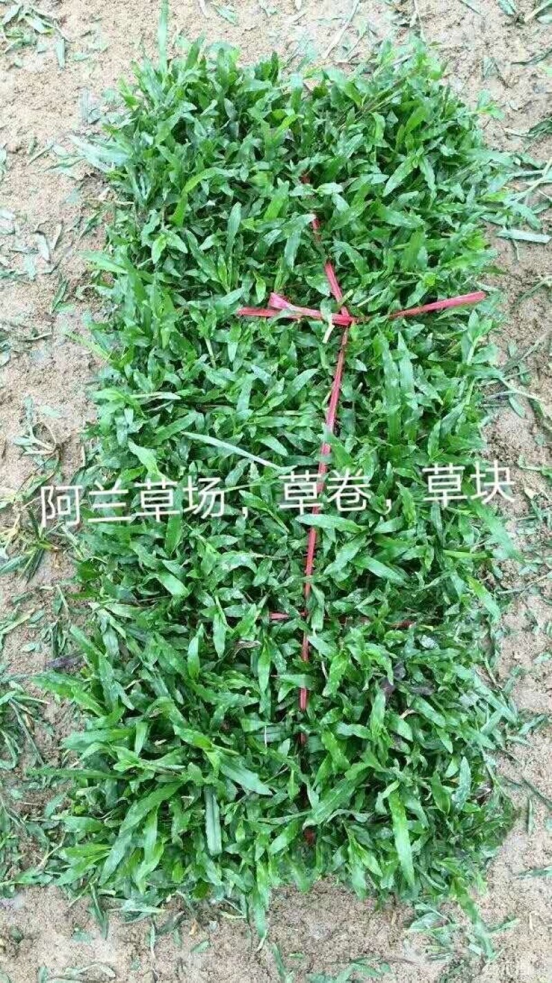 大叶油草，台湾草，马尼拉草
