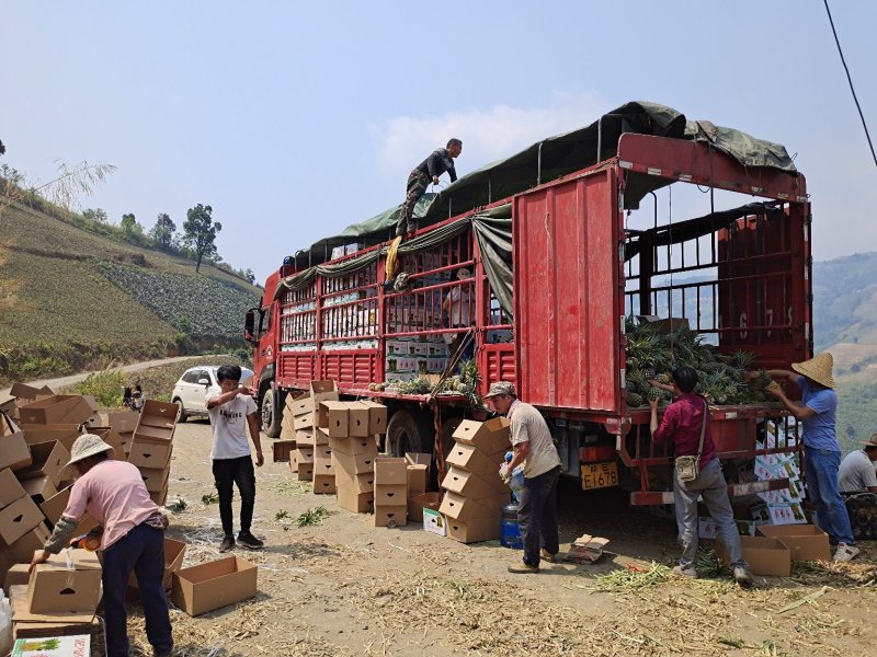 推荐热销云南省河口山地香水小菠萝，电商，及市场货大量供应