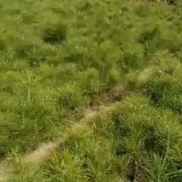 苗木