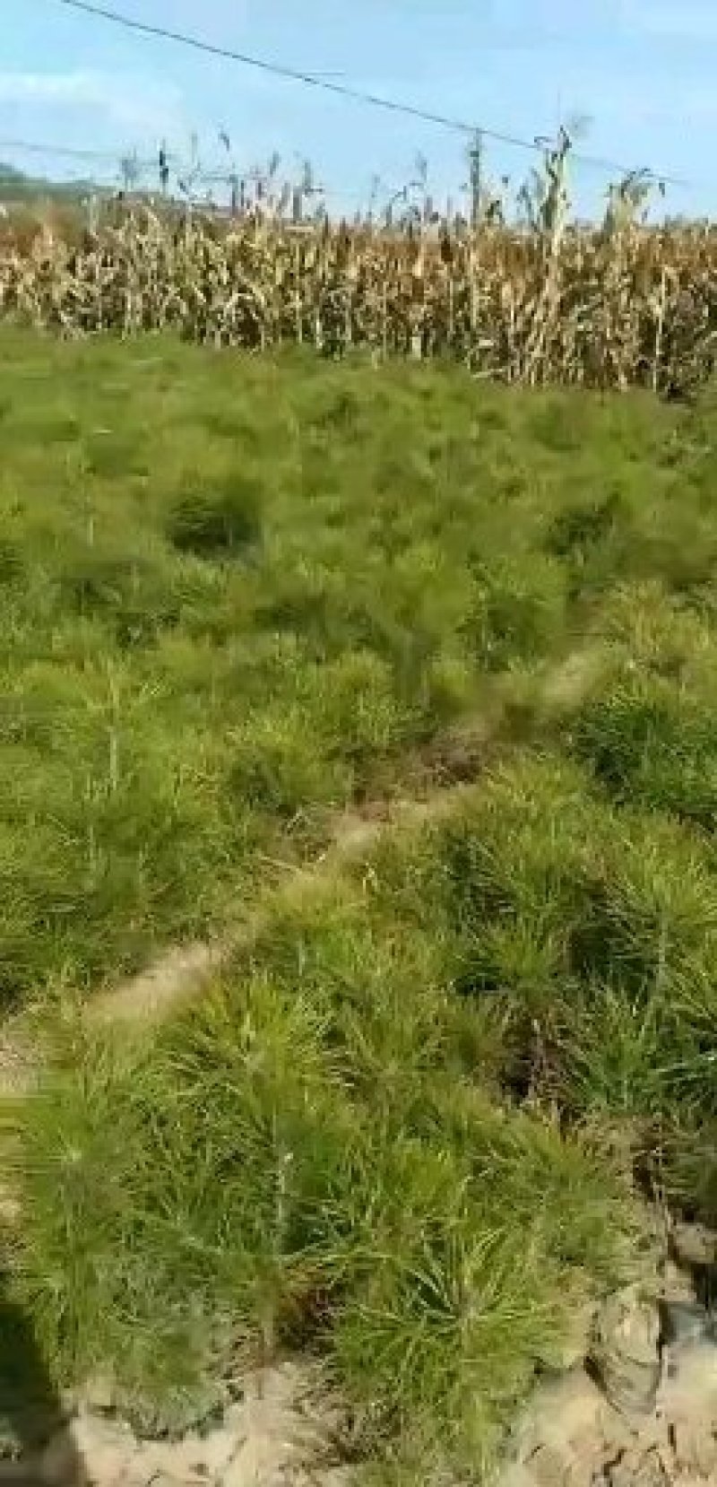 苗木