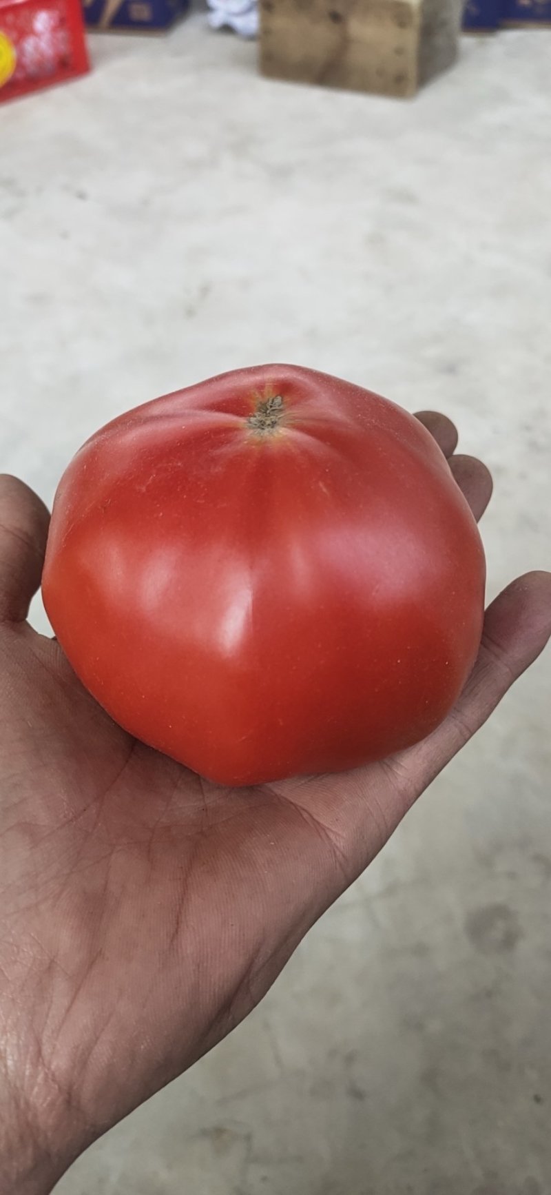 四川沙飘番茄一件代发