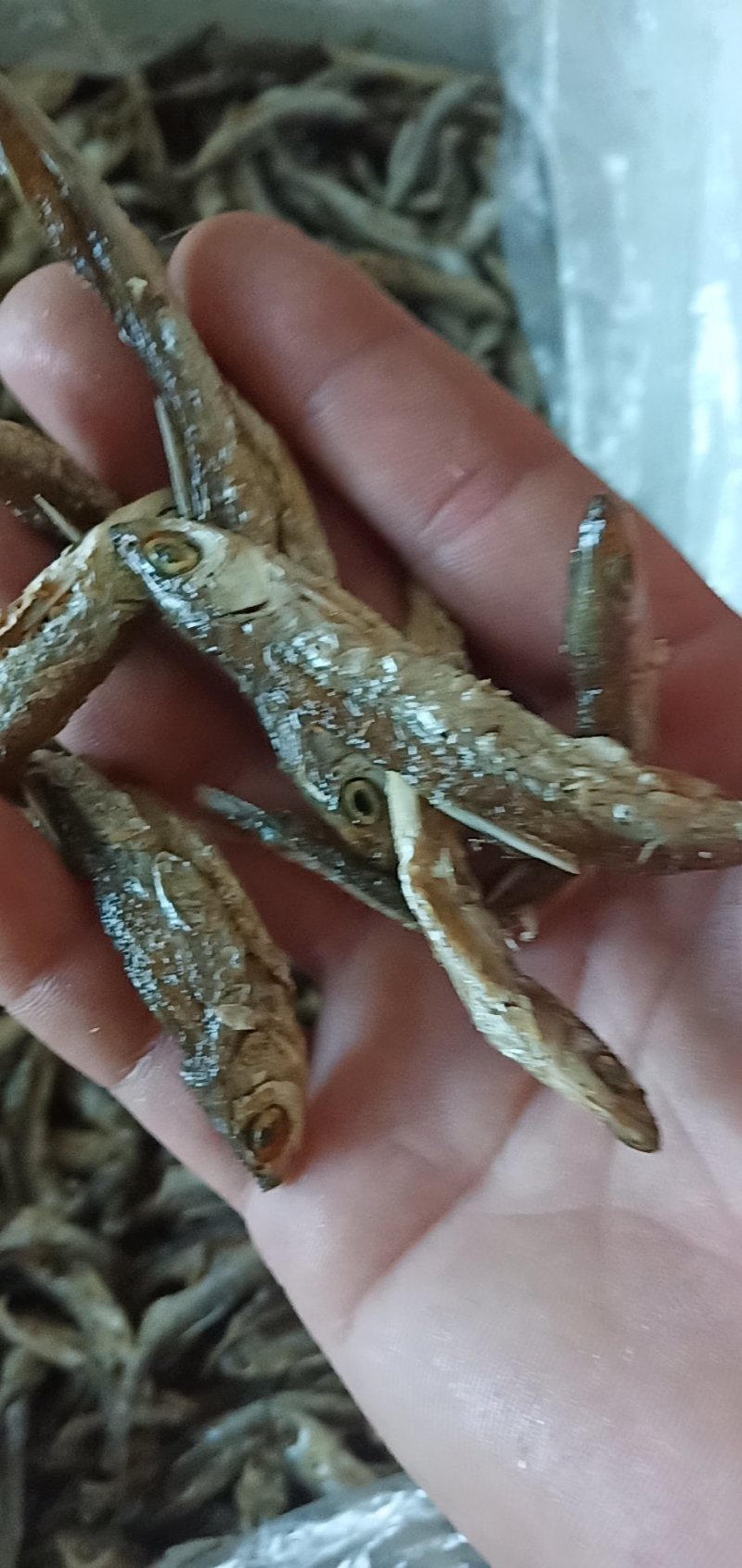 鱼干有货